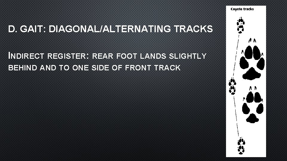 D. GAIT: DIAGONAL/ALTERNATING TRACKS INDIRECT REGISTER: REAR FOOT LANDS SLIGHTLY BEHIND AND TO ONE