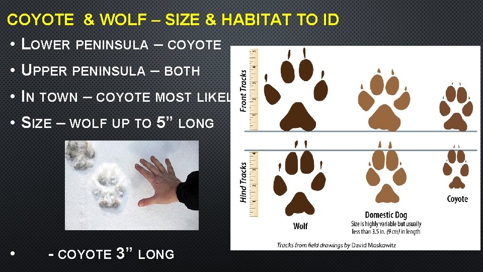 COYOTE & WOLF – SIZE & HABITAT TO ID • LOWER PENINSULA – COYOTE