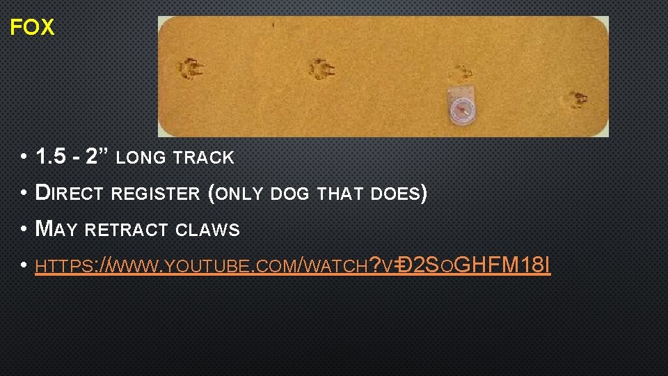 FOX • 1. 5 - 2” LONG TRACK • DIRECT REGISTER (ONLY DOG THAT