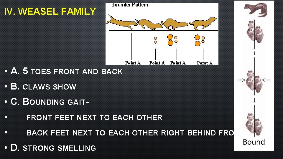 IV. WEASEL FAMILY • A. 5 TOES FRONT AND BACK • B. CLAWS SHOW