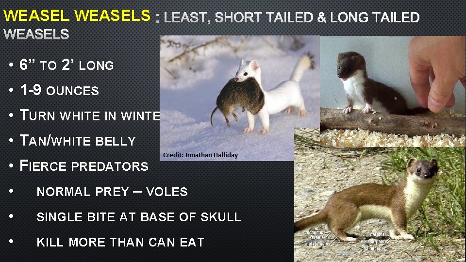 WEASELS : LEAST, SHORT TAILED & LONG TAILED WEASELS • 6” TO 2’ LONG