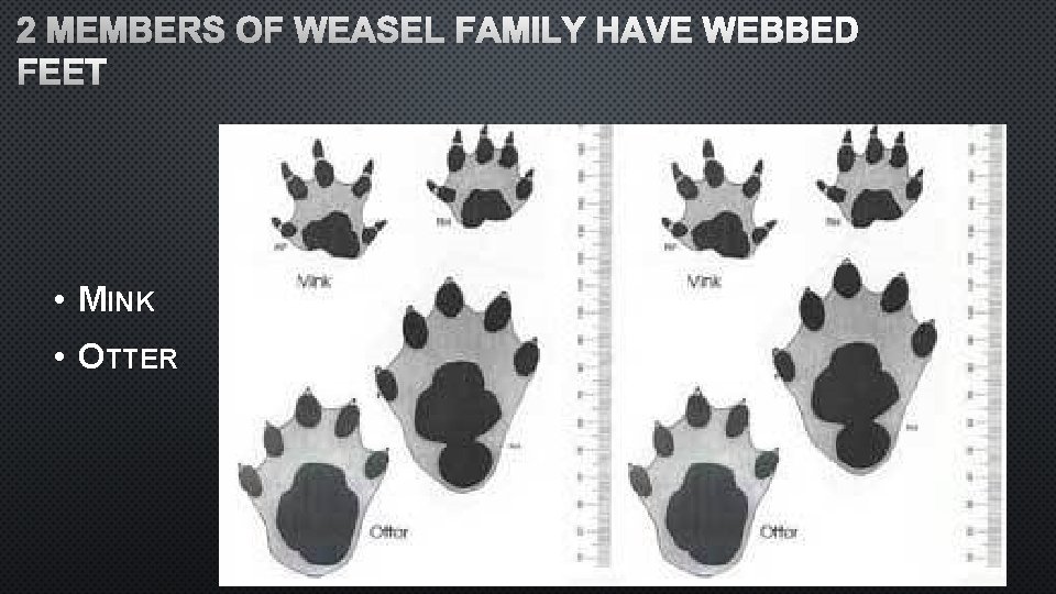 2 MEMBERS OF WEASEL FAMILY HAVE WEBBED FEET • MINK • OTTER 