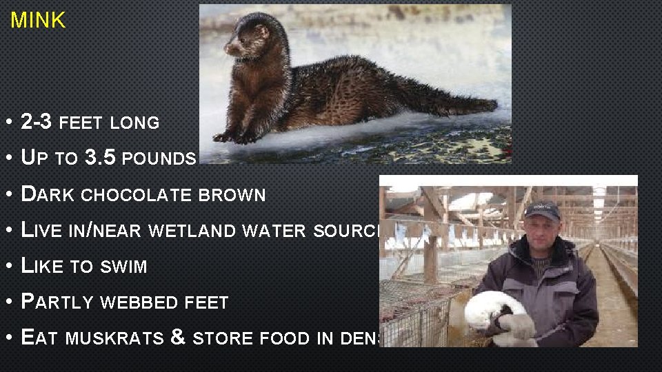 MINK • 2 -3 FEET LONG • UP TO 3. 5 POUNDS • DARK