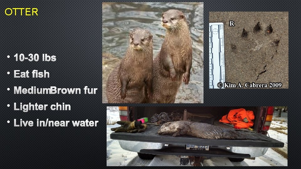 OTTER • 10 -30 LBS • EAT FISH • MEDIUM BROWN FUR • LIGHTER