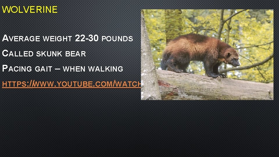 WOLVERINE AVERAGE WEIGHT 22 -30 POUNDS CALLED SKUNK BEAR PACING GAIT – WHEN WALKING
