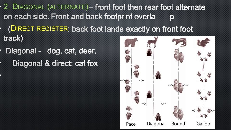  • 2. DIAGONAL (ALTERNATE) – FRONT FOOT THEN REAR FOOT ALTERNATE ON EACH