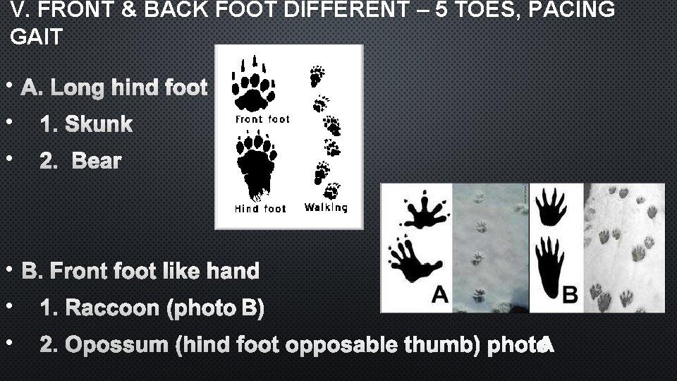 V. FRONT & BACK FOOT DIFFERENT – 5 TOES, PACING GAIT • A. LONG