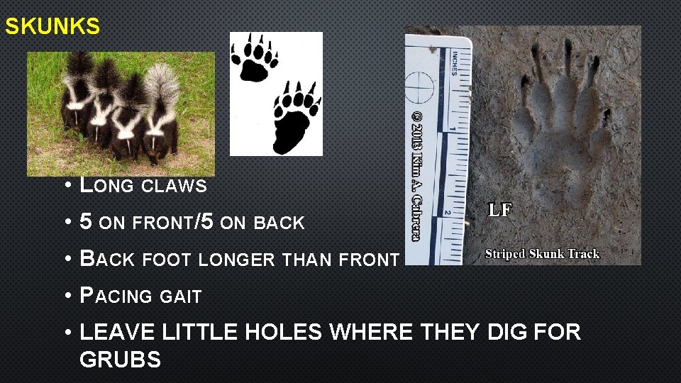 SKUNKS • LONG CLAWS • 5 ON FRONT/5 ON BACK • BACK FOOT LONGER