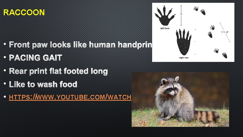 RACCOON • • • HTTPS: //WWW. YOUTUBE. COM/WATCH? V=2 GLUR 7 A-HPS 