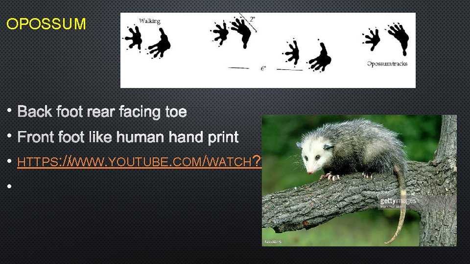 OPOSSUM • BACK FOOT REAR FACING TOE • FRONT FOOT LIKE HUMAN HAND PRINT