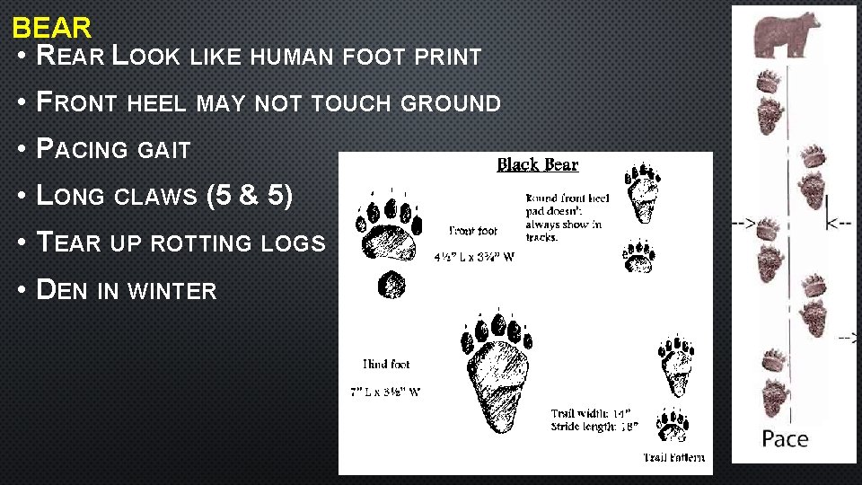 BEAR • REAR LOOK LIKE HUMAN FOOT PRINT • FRONT HEEL MAY NOT TOUCH