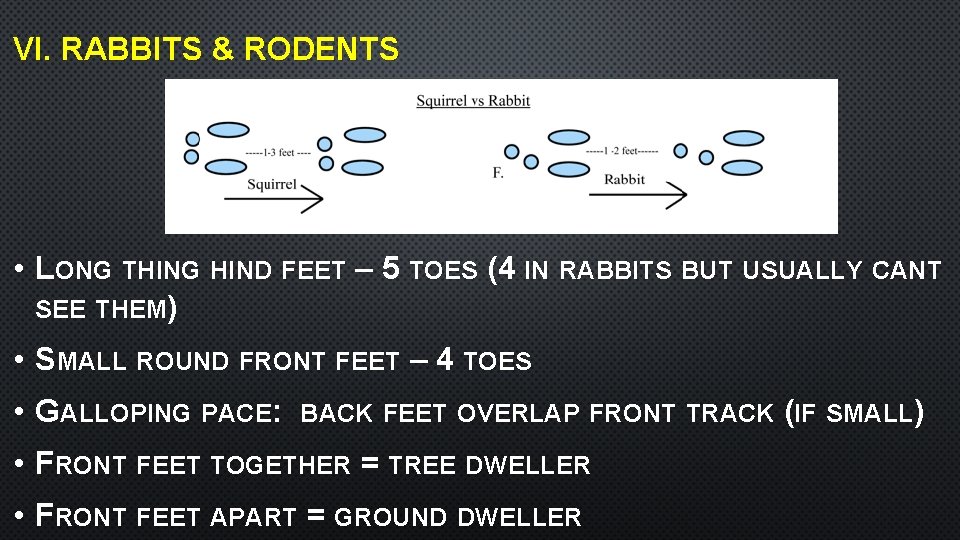 VI. RABBITS & RODENTS • LONG THING HIND FEET – 5 TOES (4 IN