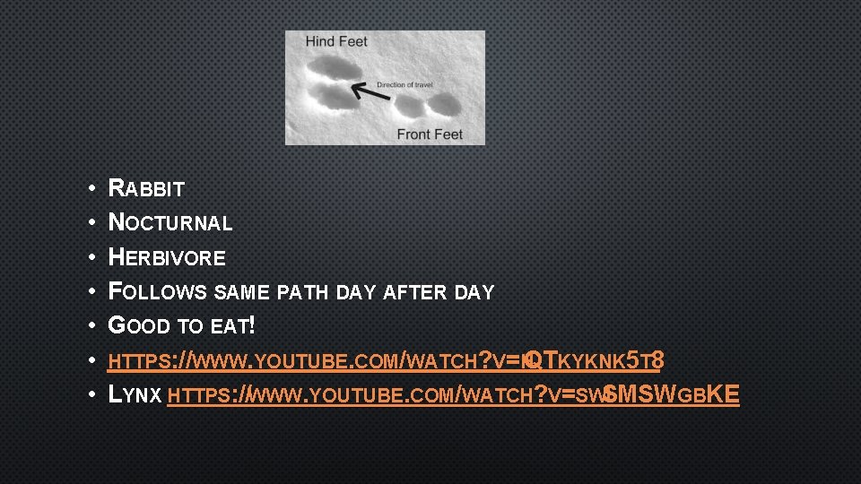  • • RABBIT NOCTURNAL HERBIVORE FOLLOWS SAME PATH DAY AFTER DAY GOOD TO