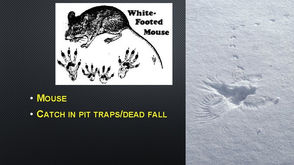 • MOUSE • CATCH IN PIT TRAPS/DEAD FALL 