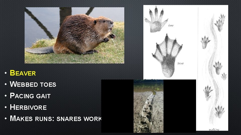  • • • BEAVER WEBBED TOES PACING GAIT HERBIVORE MAKES RUNS: SNARES WORK