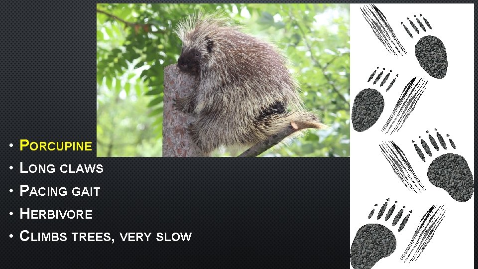  • • • PORCUPINE LONG CLAWS PACING GAIT HERBIVORE CLIMBS TREES, VERY SLOW