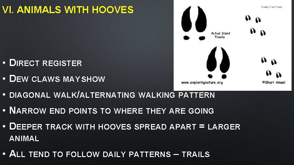 VI. ANIMALS WITH HOOVES • DIRECT REGISTER • DEW CLAWS MAY SHOW • DIAGONAL