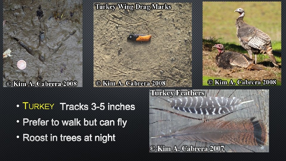  • TURKEY TRACKS 3 -5 INCHES • PREFER TO WALK BUT CAN FLY