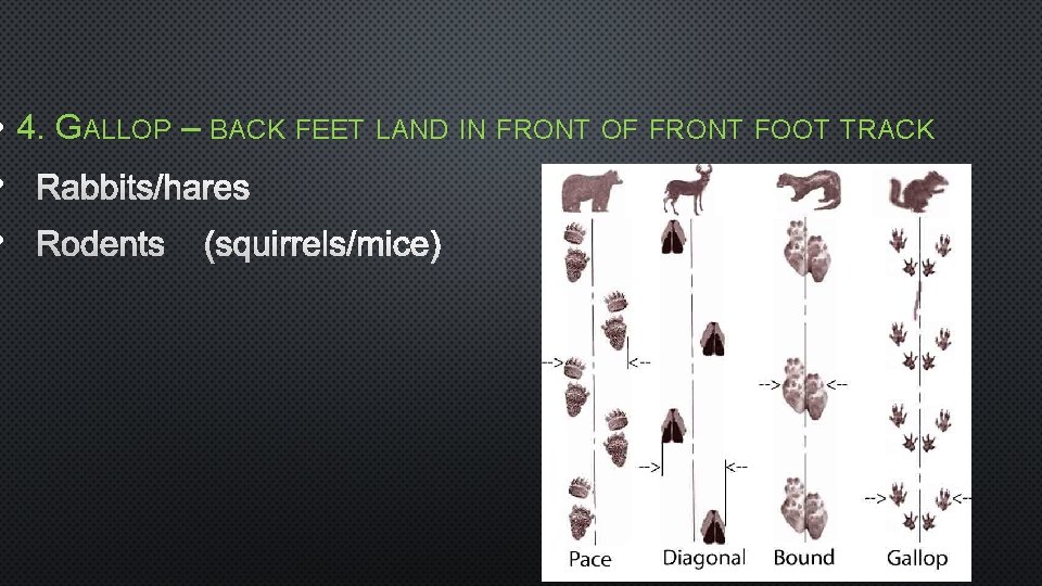  • 4. GALLOP – BACK FEET LAND IN FRONT OF FRONT FOOT TRACK