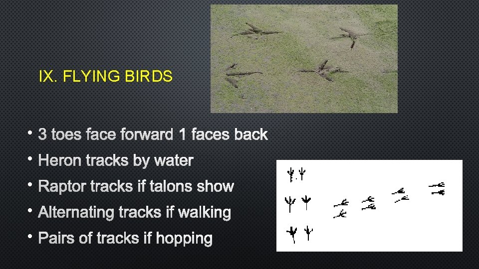 IX. FLYING BIRDS • 3 TOES FACE FORWARD 1 FACES BACK • HERON TRACKS