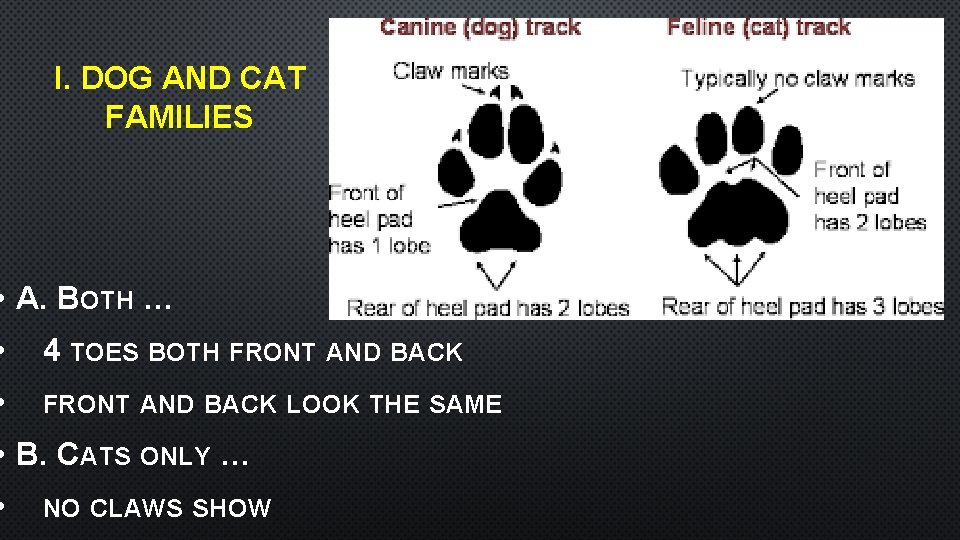 I. DOG AND CAT FAMILIES • A. BOTH … • 4 TOES BOTH FRONT