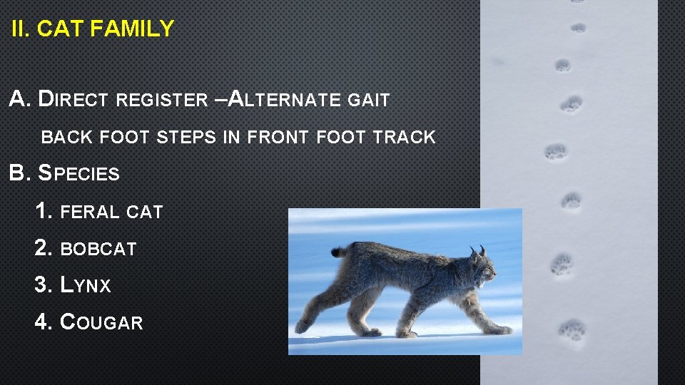 II. CAT FAMILY • A. DIRECT REGISTER –ALTERNATE GAIT • BACK FOOT STEPS IN