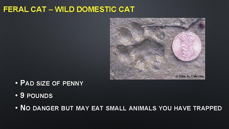 FERAL CAT – WILD DOMESTIC CAT • PAD SIZE OF PENNY • 9 POUNDS