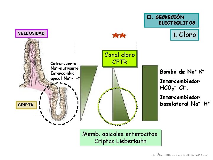 II. SECRECIÓN ELECTROLITOS ** VELLOSIDAD Cotransporte Na+-nutriente Intercambio apical Na+- H+ 1. Cloro Canal