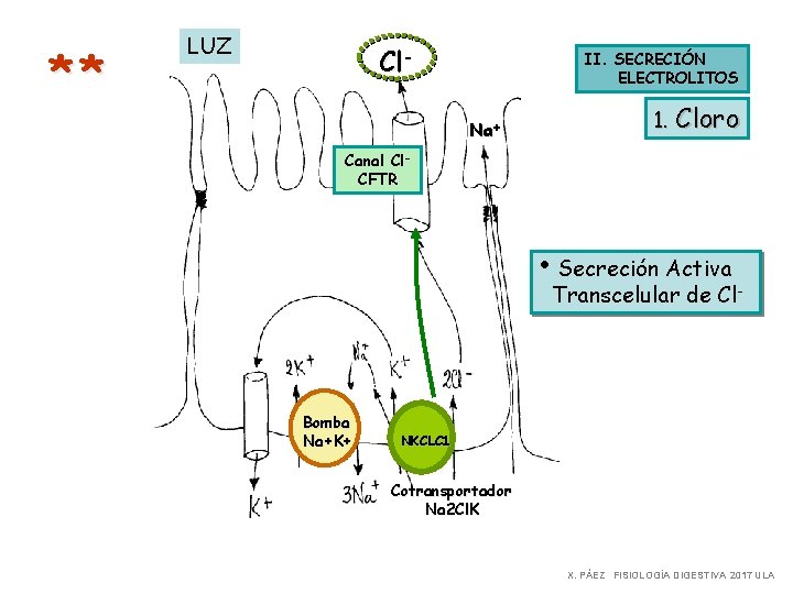 ** LUZ Cl- II. SECRECIÓN ELECTROLITOS Na+ 1. Cloro Canal Cl. CFTR • Secreción