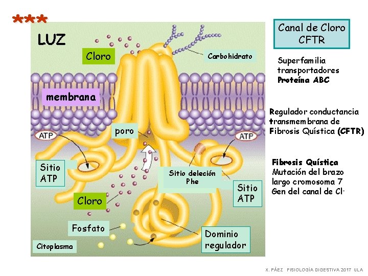 *** Canal de Cloro CFTR LUZ Cloro Carbohidrato Superfamilia transportadores Proteína ABC membrana Regulador