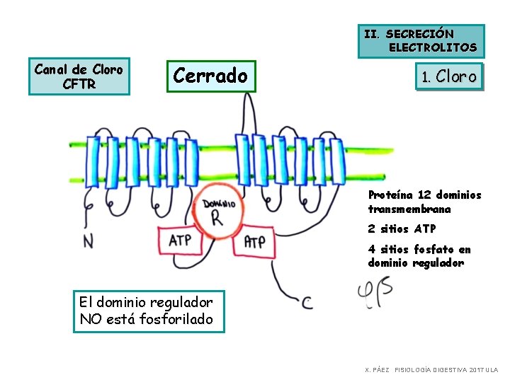 II. SECRECIÓN ELECTROLITOS Canal de Cloro CFTR Cerrado 1. Cloro Proteína 12 dominios transmembrana