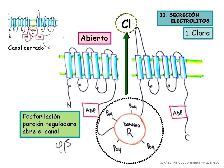 Cl. Abierto II. SECRECIÓN ELECTROLITOS 1. Cloro Canal cerrado Fosforilación porción reguladora abre el