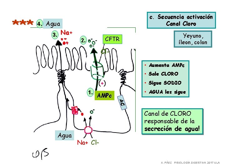 *** c. Secuencia activación Canal Cloro 4. Agua 3. Na+ Yeyuno, íleon, colon CFTR