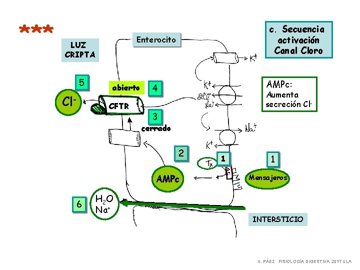 *** Enterocito LUZ CRIPTA 5 Cl- c. Secuencia activación Canal Cloro abierto CFTR AMPc: