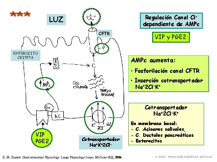 *** Regulación Canal Cldependiente de AMPc LUZ CFTR ENTEROCITO CRITPTA VIP y PGE 2