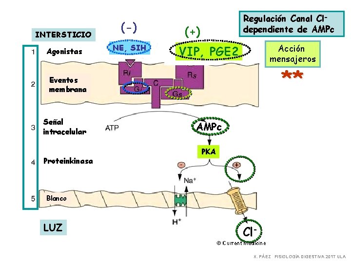 INTERSTICIO Agonistas (-) NE, SIH Regulación Canal Cldependiente de AMPc (+) Acción mensajeros VIP,