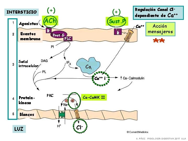 INTERSTICIO Agonistas Eventos membrana (+) ACh Sust. P R Prot G R PLC Señal