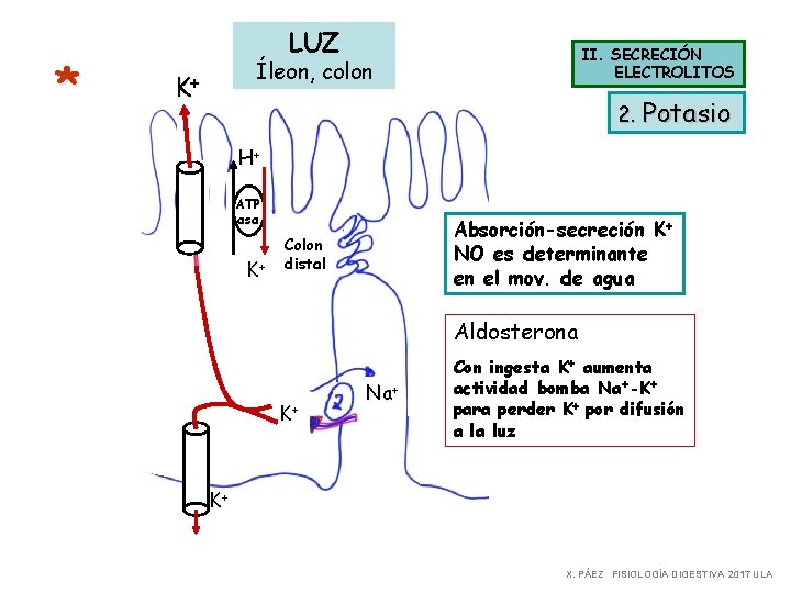 * LUZ II. SECRECIÓN ELECTROLITOS Íleon, colon K+ 2. Potasio H+ ATP asa K+