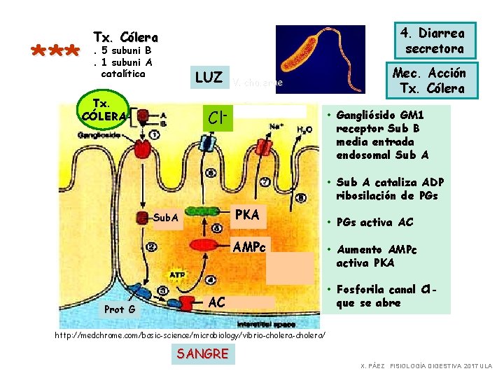 * ** 4. Diarrea secretora Tx. Cólera. 5 subuni B. 1 subuni A catalítica