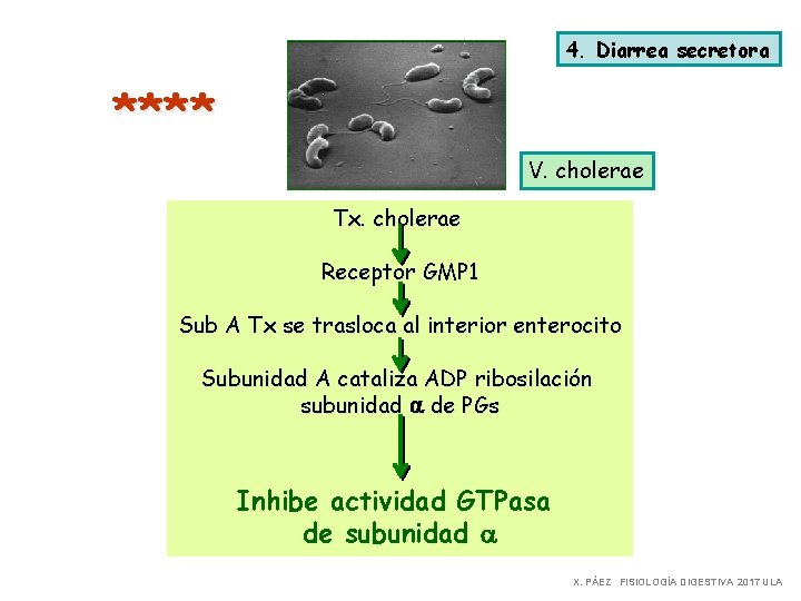 4. Diarrea secretora **** V. cholerae Tx. cholerae Receptor GMP 1 Sub A Tx