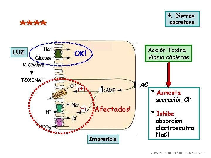 4. Diarrea secretora **** LUZ TOXINA Acción Toxina Vibrio cholerae OK! AC + (