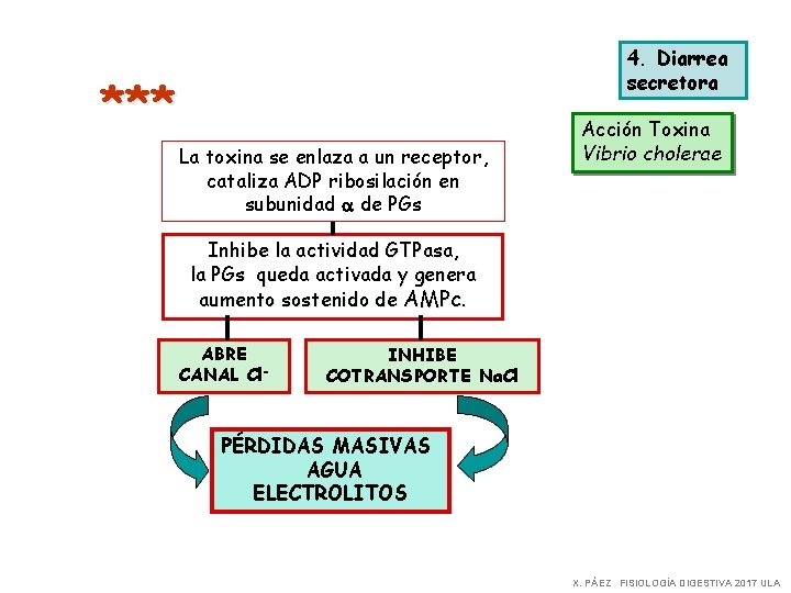 4. Diarrea secretora *** La toxina se enlaza a un receptor, cataliza ADP ribosilación