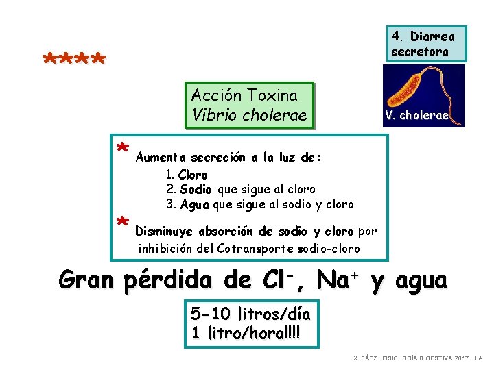 **** 4. Diarrea secretora Acción Toxina Vibrio cholerae V. cholerae * Aumenta secreción a