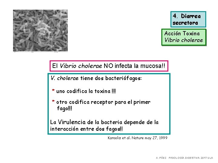 4. Diarrea secretora Acción Toxina Vibrio cholerae El Vibrio cholerae NO infecta la mucosa!!