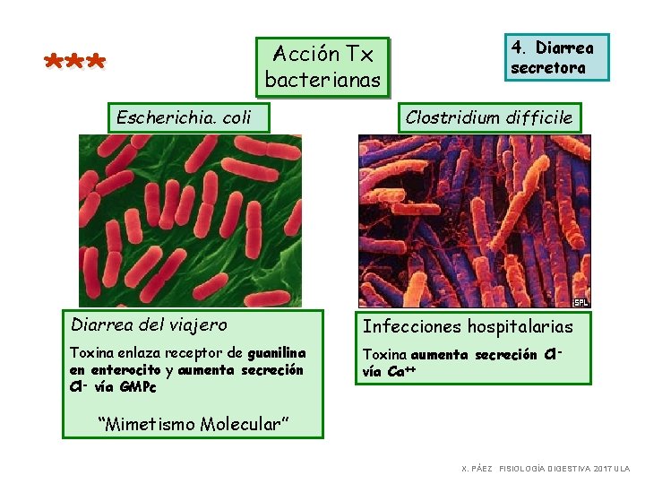 Acción Tx bacterianas *** Escherichia. coli 4. Diarrea secretora Clostridium difficile Diarrea del viajero