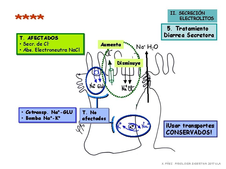 **** T. AFECTADOS • Secr. de Cl • Abs. Electroneutra Na. Cl II. SECRECIÓN