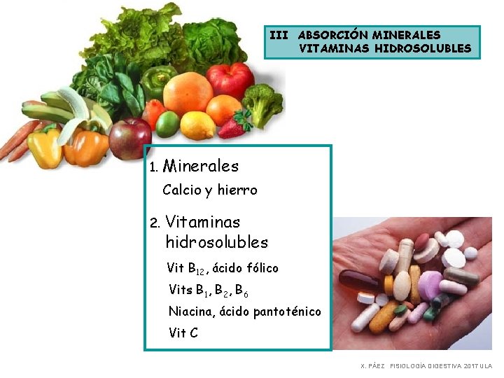 III ABSORCIÓN MINERALES VITAMINAS HIDROSOLUBLES 1. Minerales Calcio y hierro 2. Vitaminas hidrosolubles Vit