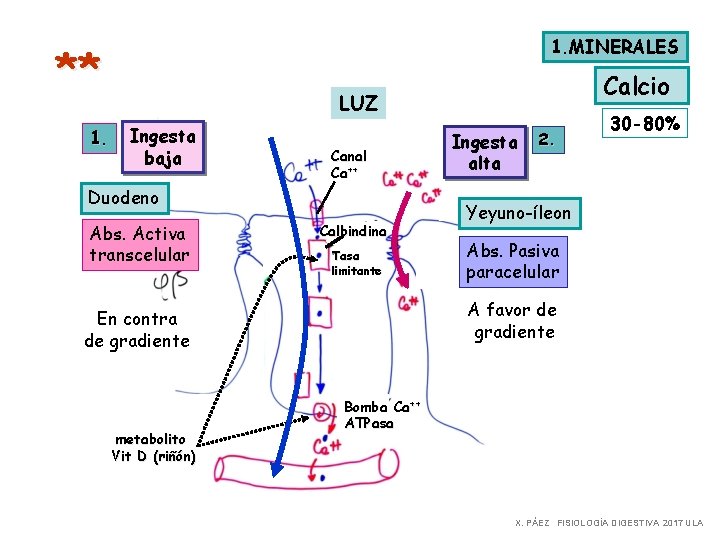 1. MINERALES ** 1. Calcio LUZ Ingesta baja Canal Ca++ Duodeno Abs. Activa transcelular