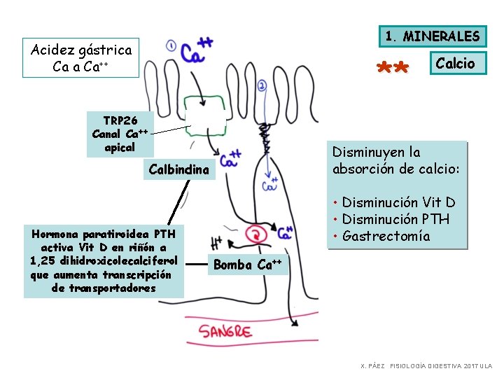 1. MINERALES Acidez gástrica Ca++ ** TRP 26 Canal Ca++ apical Disminuyen la absorción