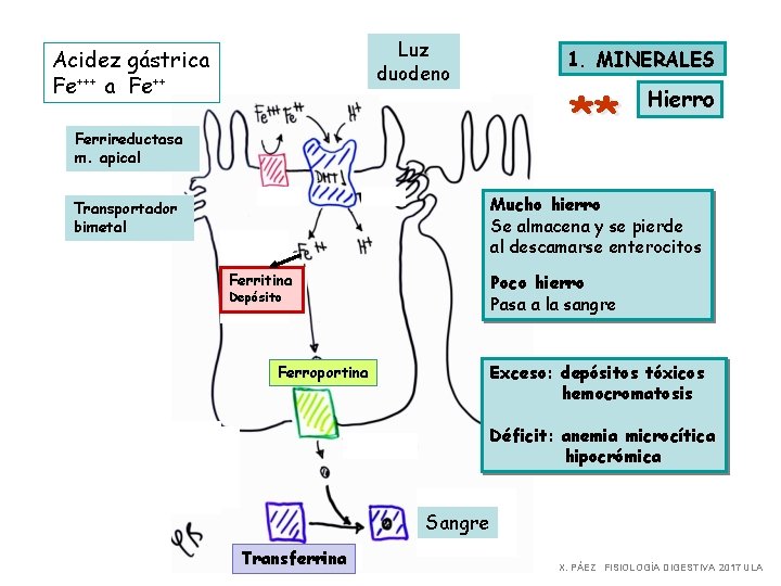 Luz duodeno Acidez gástrica Fe+++ a Fe++ 1. MINERALES ** Ferrireductasa m. apical Hierro